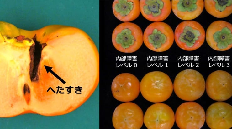 柿の商品価値を損なう「へたすき」の有無を判定する「柿の内部障害を見抜くAI」