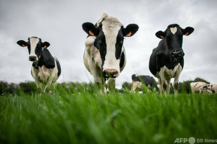 農場で飼育されている乳牛。仏ルーアンで（2019年10月15日撮影）。(c) LOU BENOIST : AFP