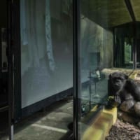 コロナで閉鎖の2動物園、チンパンジーがズームで「交流」 チェコ