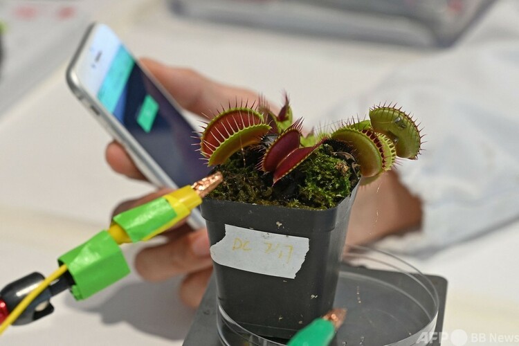 シンガポール・南洋理工大学の研究チームが行う食虫植物ハエジゴクに取り付けた電極のテスト（2021年3月24日撮影）。(c)Roslan RAHMAN : AFP