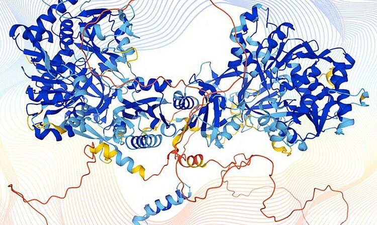 AI「アルファフォールド」が予測したヒトタンパク質の立体構造の一例。カレン・アーノット氏作成。欧州分子生物学研究所提供（2021年7月22日公開）。(c)AFP PHOTO / EMBL-EBI / KAREN ARNOTT
