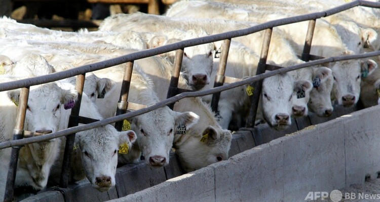餌を食べる牛（2003年12月29日撮影、資料写真）。(c)DON EMMERT : AFP
