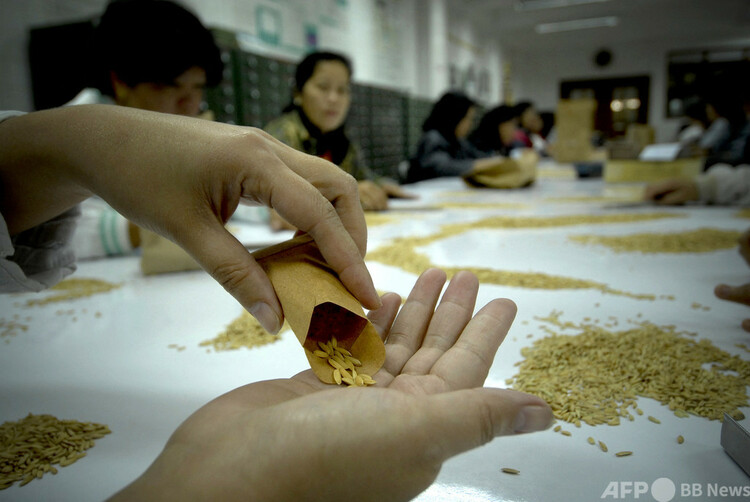 フィリピン・マニラ南方の国際稲研究所（IRRI）で行われているさまざまな品種の稲の選別作業の様子（2008年3月18日撮影）。(c)LUIS LIWANAG : AFP