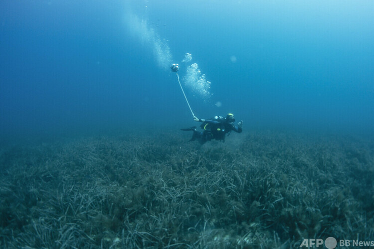 地中海コルシカ島の中心都市アジャクシオ沖で、音に対する魚の動きと反応を360度カメラで記録する研究チームのダイバー（2019年9月12日撮影、資料写真）。(c)Boris HORVAT : AFP