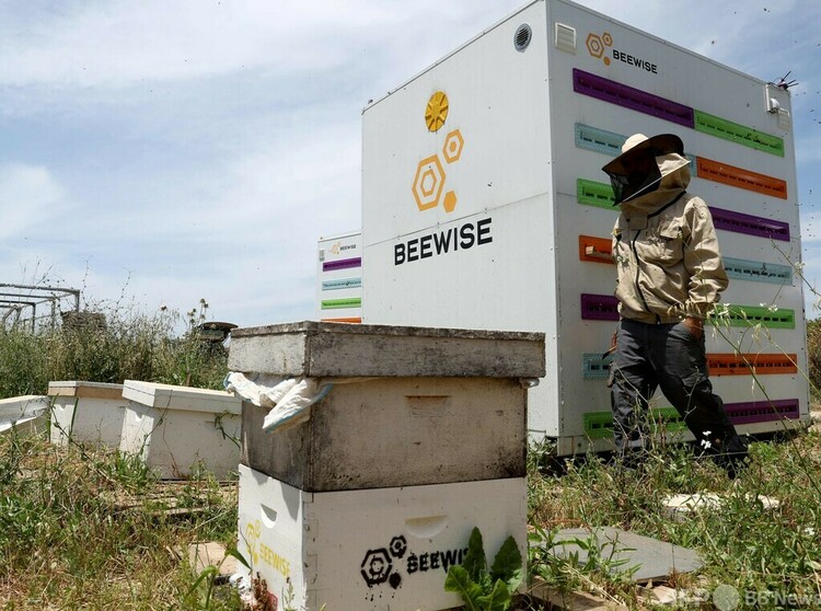 イスラエル北部ガリラヤ地方にあるキブツ（農業共同体）ベイトヘメクの「ロボ巣箱」にハナバチを移す養蜂家（2022年5月14日撮影）。(c)AFP:JACK GUEZ