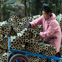 中国の竹産業、2035年に1兆元市場へ プラスチック代替で急成長