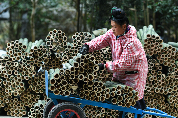 貴州省丹寨県竜泉鎮卡拉（カラ）村で、竹編みの鳥籠を作るため材料となる竹を運ぶ村民（資料写真）。(c)Xinhua News　