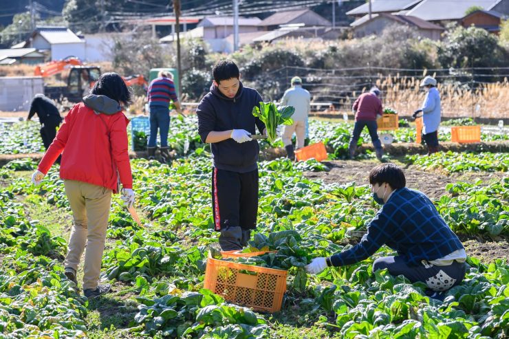 地域で農業に参加する「旅人」たち（SAGOJO社提供）