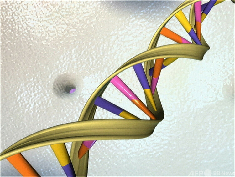 DNAの二重らせん構造を示す図（2003年4月14日撮影）。(c)HO : AFP