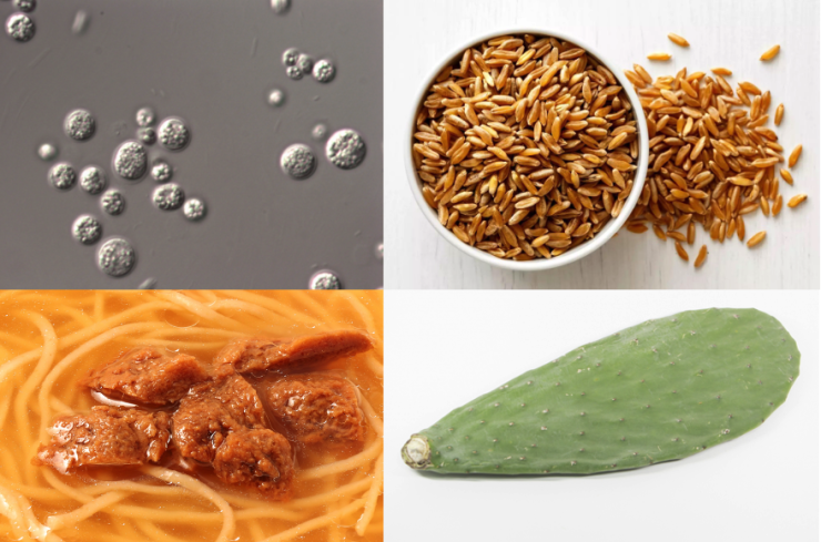 左上：オーランチオキトリウム、右上：カムット小麦、左下：ユーグレナ入り代替肉、右下：ウチワサボテン（画像提供：ユーグレナ社）