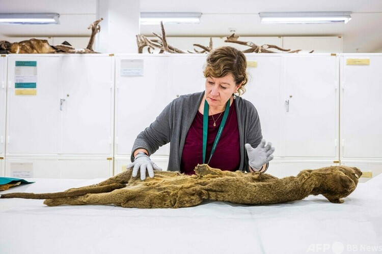 フクロオオカミ（別名：タスマニアタイガー）の標本を見るダニエラ・カルソフ氏（哺乳類担当）。ストックホルムにあるスウェーデンの自然史博物館で（2023年9月26日撮影）。(c)Jonathan NACKSTRAND / AFP