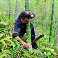 プラスチックに代わる竹の使用推進が深まる 中国