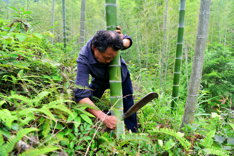 竹を伐採する人（2023年5月28日撮影）。(c)CNS:張斌