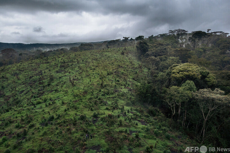 コンゴ民主共和国のカフジビエガ国立公園。伐採が広く行われた森林（2019年9月30日撮影）。(c)ALEXIS HUGUET : AFP