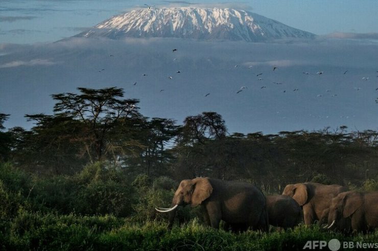 ケニア・キマナ保護区のゾウ（2021年3月2日撮影、資料写真）。(c)Yasuyoshi CHIBA : AFP