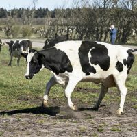 デンマーク、家畜に世界初の炭素税 夏以降に審議・承認へ