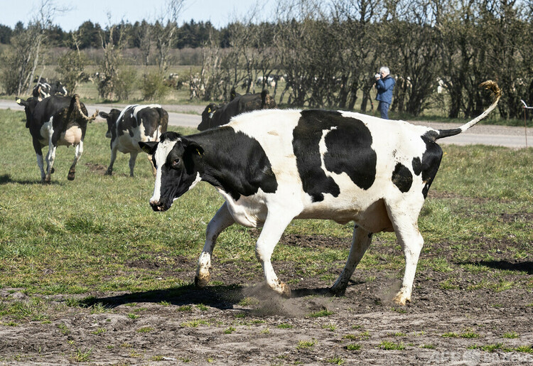 デンマークで放牧されている牛（2020年4月19日撮影、資料写真）。(c)Henning Bagger : Ritzau Scanpix : AFP