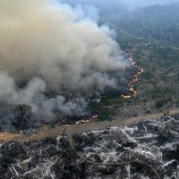 世界の樹種、3分の1以上が絶滅の危機 IUCNレッドリスト