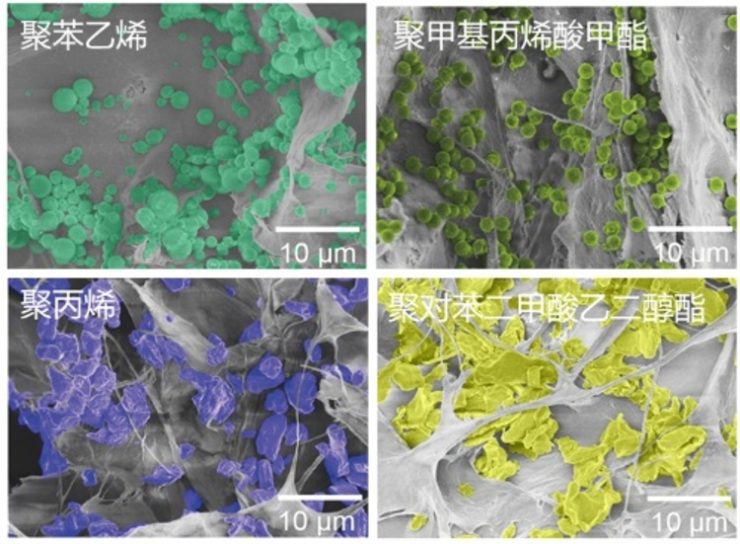 複数種類のマイクロプラスチックを吸着したオールバイオマス繊維スポンジの電子顕微鏡画像（カラー部分がマイクロプラスチック、灰色部分がスポンジ）。(c)Xinhua News