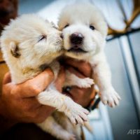 米国スタートアップ、絶滅した「ダイアウルフ」の復活に成功と発表