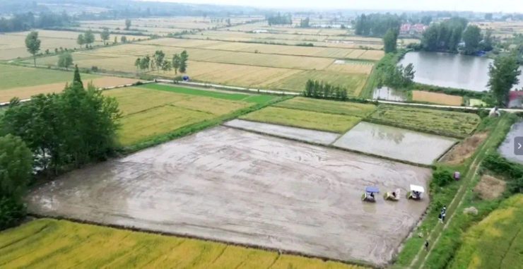 九集鎮温家畈（おんかはん）村の田んぼで稲を植える自動運転農機（資料写真）。(c)Xinhua News
