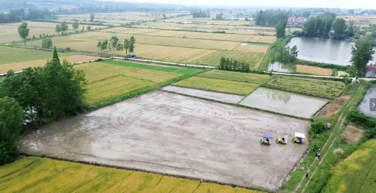 九集鎮温家畈（おんかはん）村の田んぼで稲を植える自動運転農機（資料写真）。(c)Xinhua News