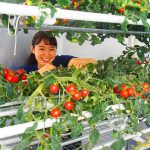 LED植物工場におけるS字多段式ミニトマト栽培の様子（以下全ての画像提供：東京大学大学院農学生命科学研究科 矢守研究室）