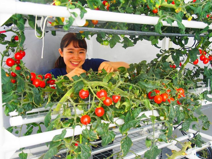 LED植物工場におけるS字多段式ミニトマト栽培の様子（以下全ての画像提供：東京大学大学院農学生命科学研究科 矢守研究室）