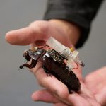 2026年7月27日、オーストラリアのブリスベンで、研究者が人間が監視する自動注射機構（AIM）を搭載したサイボーグ巨大穴掘りゴキブリを手に持っている。クイーンズランド大学／ロイター提供