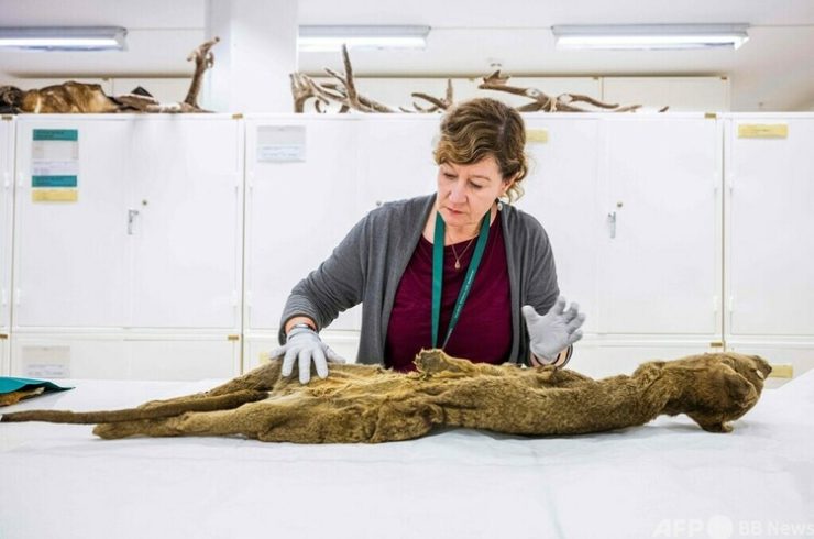 フクロオオカミ（別名：タスマニアタイガー）の標本を見るダニエラ・カルソフ氏（哺乳類担当）。ストックホルムにあるスウェーデンの自然史博物館で（2023年9月26日撮影）。(c)Jonathan NACKSTRAND / AFP