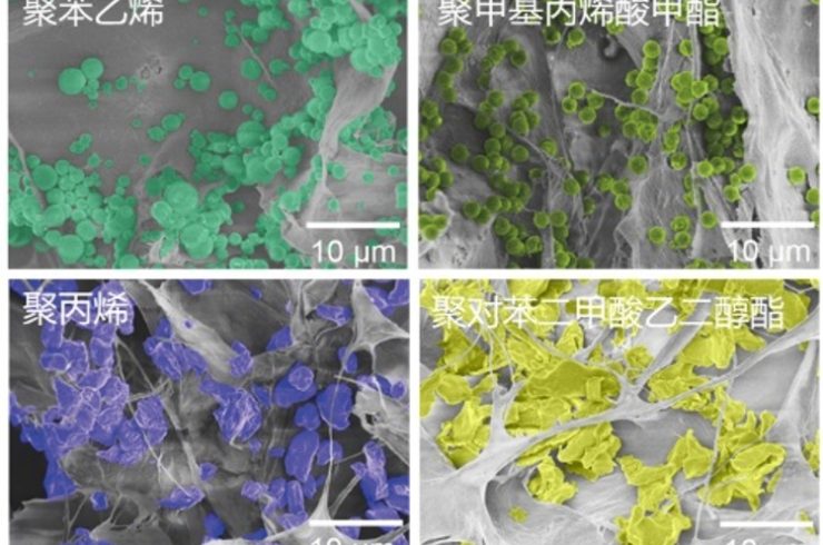 複数種類のマイクロプラスチックを吸着したオールバイオマス繊維スポンジの電子顕微鏡画像（カラー部分がマイクロプラスチック、灰色部分がスポンジ）。(c)Xinhua News