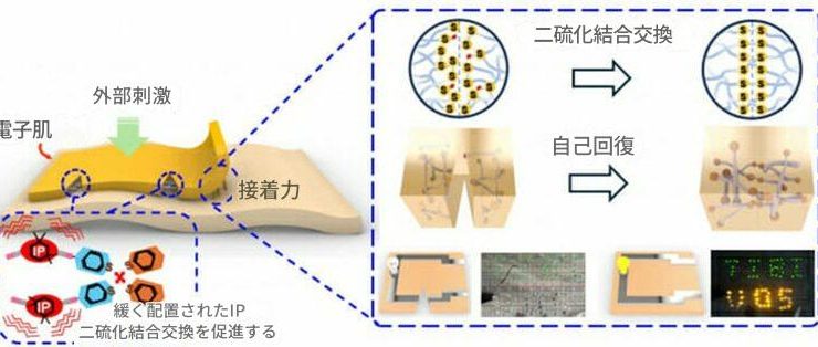 自己治癒機能を持つ電子皮膚の概略図。左の図は、人間の皮膚に似た形態と機能を示し、右は電子皮膚が損傷した際の修復メカニズム＝ソウル市立大学・キム・ヒョク教授提供(c)KOREA WAVE （※図中の日本語はGoogle翻訳で日本語に変換）