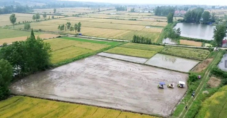 九集鎮温家畈（おんかはん）村の田んぼで稲を植える自動運転農機（資料写真）。(c)Xinhua News