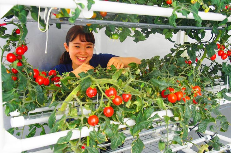 LED植物工場におけるS字多段式ミニトマト栽培の様子（以下全ての画像提供：東京大学大学院農学生命科学研究科 矢守研究室）